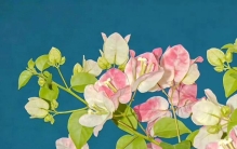 花草树木壁纸，繁花与美景合集