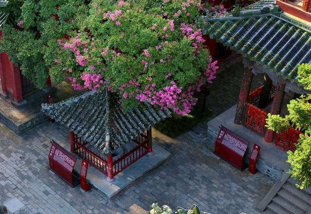 古寺遇花事 四川平武报恩寺百年紫薇盛放