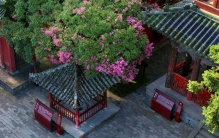 古寺遇花事 四川平武报恩寺百年紫薇盛放