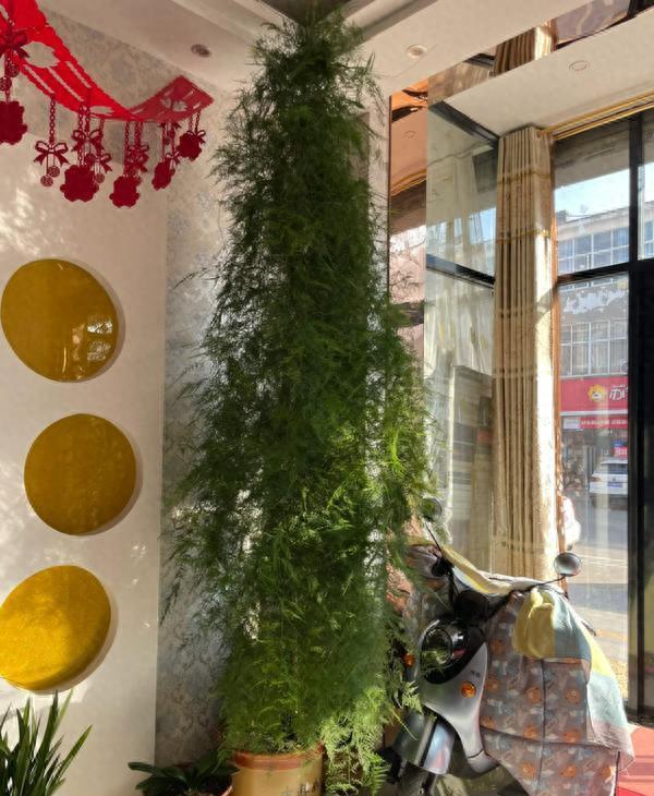 十五块文竹被爷爷养成绿墙，狠狠打脸了急躁的年轻人