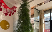 十五块文竹被爷爷养成绿墙，狠狠打脸了急躁的年轻人