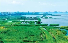 “世界最小鸭子”首次现身衡水湖