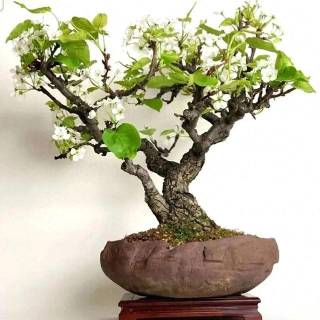棠梨是什么植物，其枝干天然虬曲，果实久挂不落