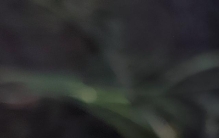 新疆植物百科（五十九）