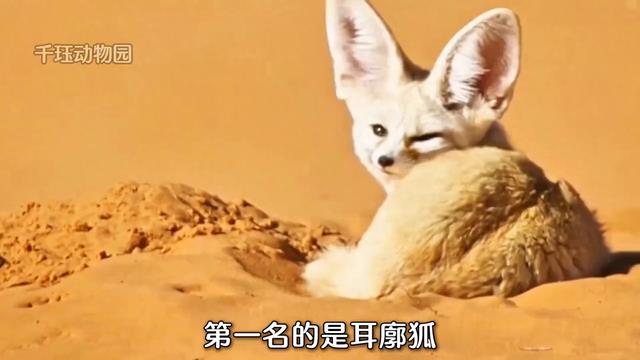 世界最可爱动物第三名,西伯利亚鼯鼠 #动物世界