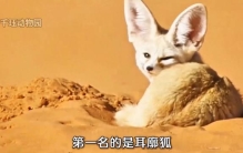 世界最可爱动物第三名，西伯利亚鼯鼠 #动物世界