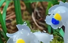 世间罕见十大奇花异草，见过三种就算见世面