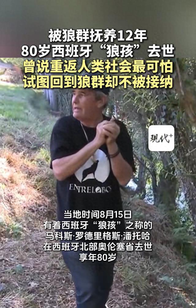 80岁西班牙“狼孩”去世,被狼群抚养12年,曾说重返人类社会最可怕,试图回到狼群却不被接纳;以其为原型的故事被拍摄成电影《与狼共伍》