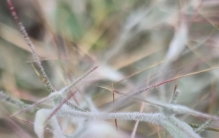 新疆植物百科（六十二）