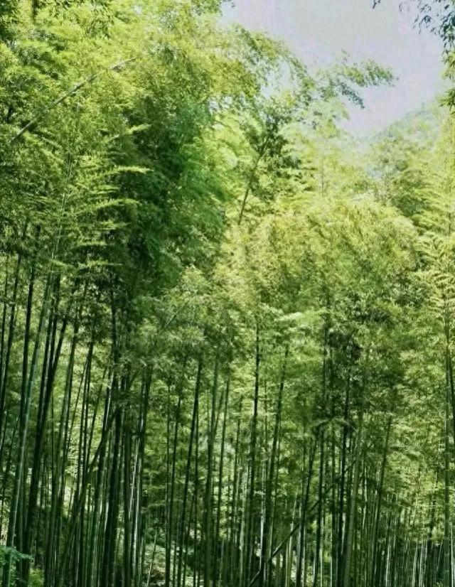不管院子大小,不要栽种三种植物,它们最容易招蛇了,种了也铲除