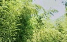 不管院子大小，不要栽种三种植物，它们最容易招蛇了，种了也铲除