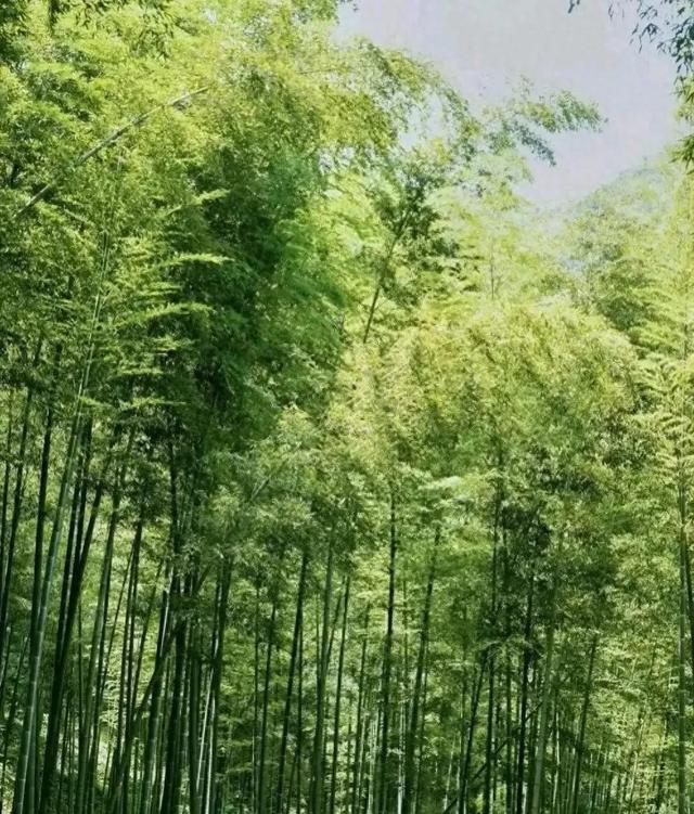 院子再小也别种这3种植物,最容易把蛇招来,很多人还不知道