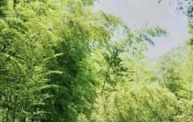 院子再小也别种这3种植物，最容易把蛇招来，很多人还不知道