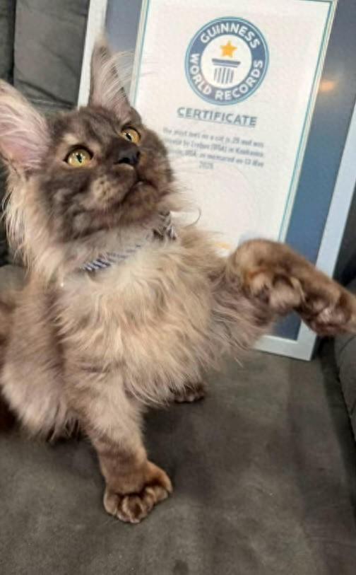 美国小猫长出29个脚趾！打破世界纪录，这爪子可太大了