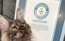 美国小猫长出29个脚趾！打破世界纪录，这爪子可太大了