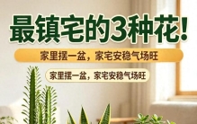 最镇宅的3种花！家里摆上1盆，家宅安稳气场旺，晦气邪气不进门