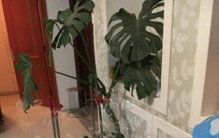 适合客厅的 3 种耐阴好养绿植，浇水就窜长，不易黄叶常年翠绿
