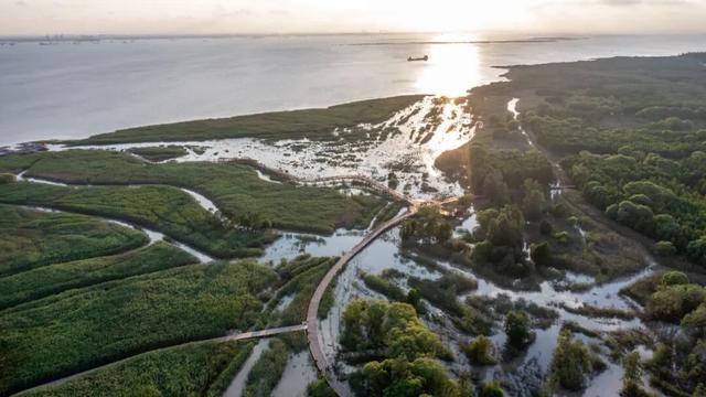 长江口唯一自然潮汐淡水沼泽:西沙湿地潮汐有何独特规律?