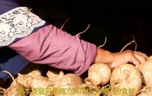 把茨菇当绿植养的江苏女子，意外走红，惹人注目，快来围观...