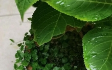 一花一草一世界天胡荽：小小植物简单纯粹，花盆的“隐形护工”