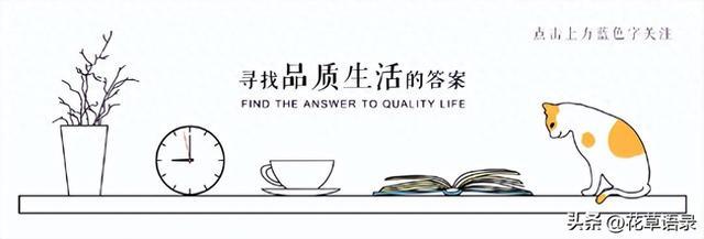 比起金银珠宝，二十年的玉树是爸妈一起养的，才是最动人的传家宝