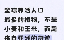 全球养活人口最多的植物，不是小麦和玉米，而是来自亚洲的奇迹