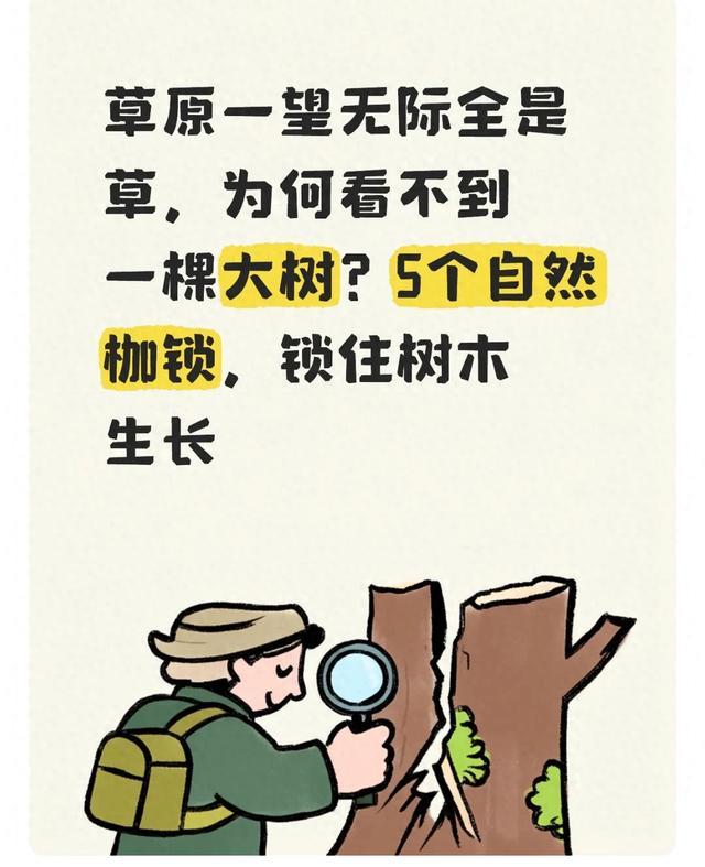 草原一望无际全是草为何看不到一棵大树5个自然枷锁锁住树木生长