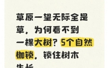 草原一望无际全是草为何看不到一棵大树5个自然枷锁锁住树木生长