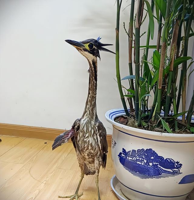 罕见海南鳽现身江西!全球仅1000只,为何钓鱼人对它威胁最大?