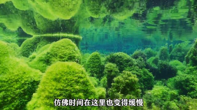 《 水 之 梦 境 》 在最安静的角落,生命依然盛放 #植物科普