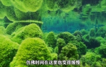 《 水 之 梦 境 》 在最安静的角落，生命依然盛放 #植物科普