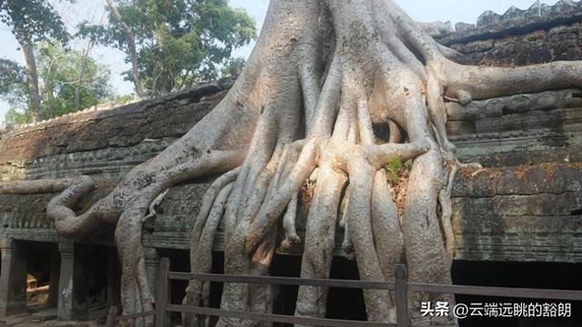 会"绞杀"的4种植物!榕树把大树慢慢"勒死",最后一种是"房客"