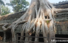 会"绞杀"的4种植物！榕树把大树慢慢"勒死"，最后一种是"房客"