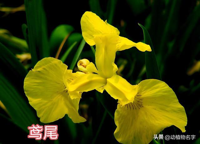 82图带你了解82种黄色系的植物