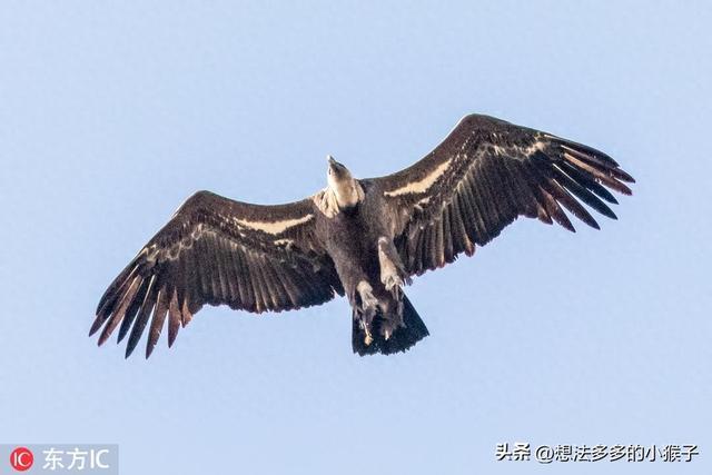 世界上飞得最高的鸟,竟然能飞到万米高空,堪比民航客机