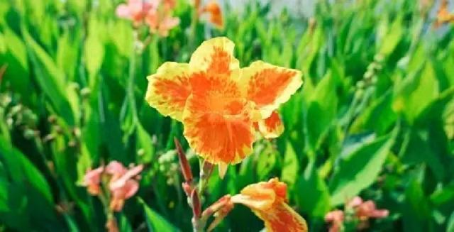 不管院子大小,不要种这3种植物,它们最容易招蛇了,种了也铲除