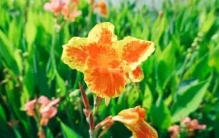 不管院子大小，不要种这3种植物，它们最容易招蛇了，种了也铲除