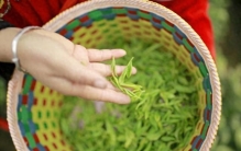 中国最好喝茶叶排名出炉，第一实至名归懂茶都服