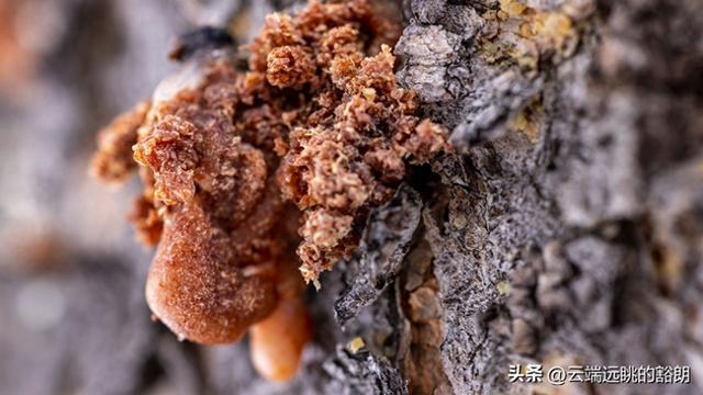植物也会"哭"?桃树哭出桃胶能炖汤,松树哭了千万年变成琥珀