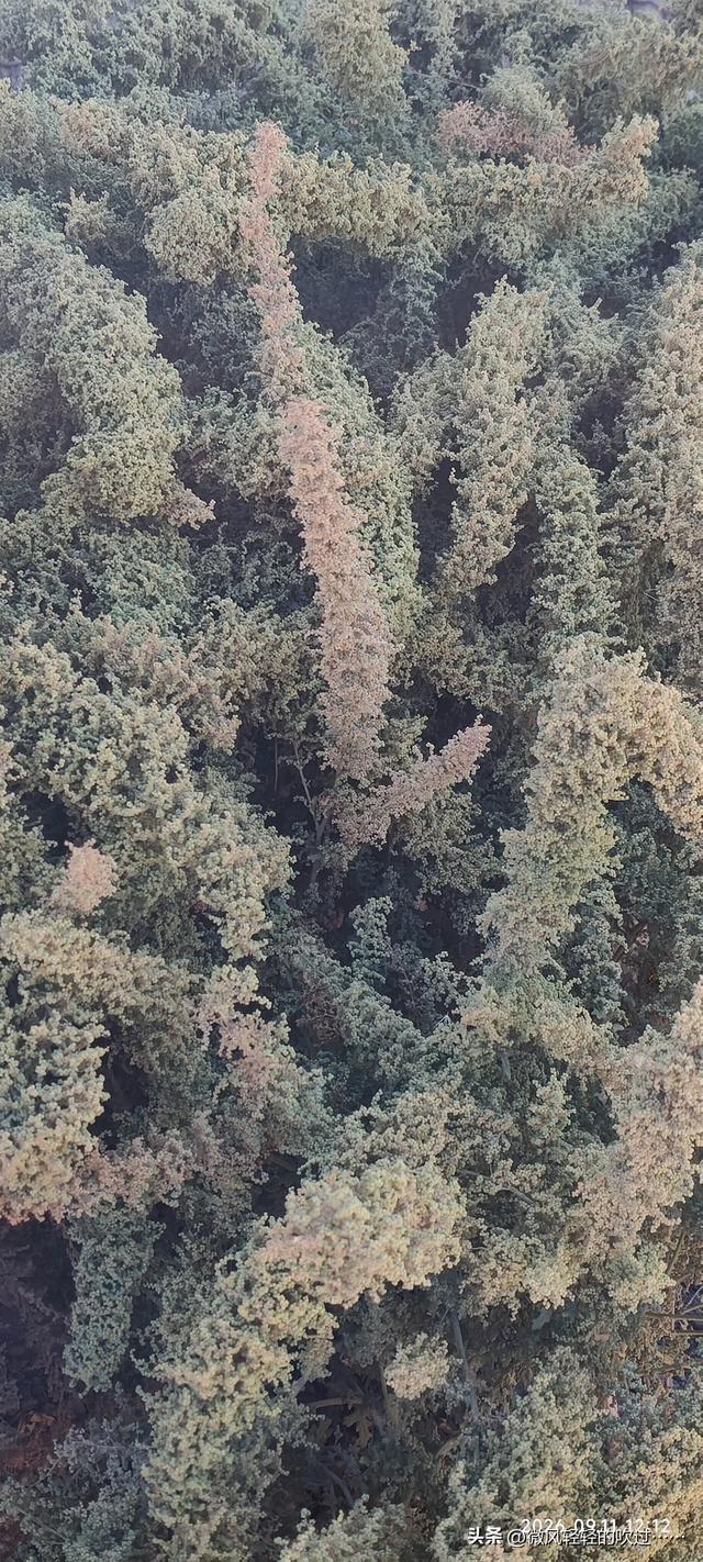 新疆植物百科（七十五）