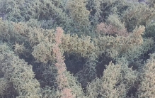新疆植物百科（七十五）
