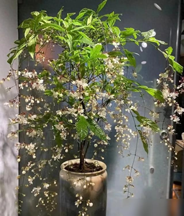 兰州一女子，因“垂丝茉莉客厅”走红，犹如人间仙境，太唯美！