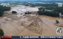 “只要地里有花 生活就有盼头” 广西横州灾后茉莉花再开