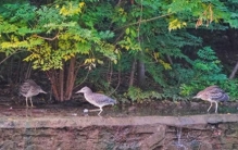 🐦不可思议！世界上最小的鸟，竟然比你的大拇指还小