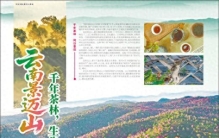 云南景迈山千年茶林，生生不息
