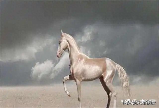 马年说马:世界上名贵的5大名马,汗血马仅排第三,第一名价值4亿