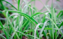 开春最容易认错的两种植物！韭菜和麦苗，一招分清