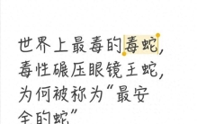 世界上最毒的毒蛇，毒性碾压眼镜王蛇，为何被称为“最安全的蛇”