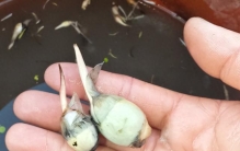 江苏一女子，因“把茨菇当绿植养”火了，亭亭玉立，太养眼了~
