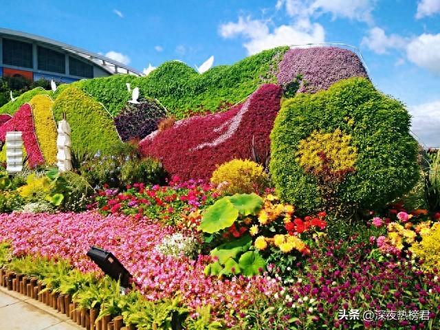 昆明花展这些植物堪称“新顶流”:为什么人们“为一盆植物上头”